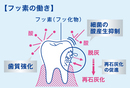 フッ素_コピー