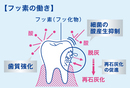 フッ素_コピー